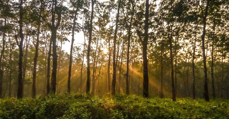 Rubber Industry in Bangladesh