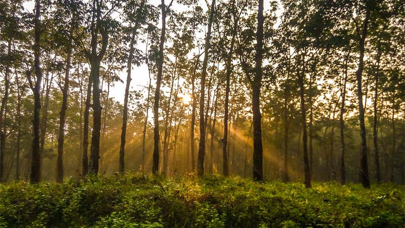 Rubber Industry in Bangladesh