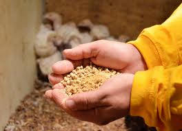 Market Insight: Bangladesh Feed Industry