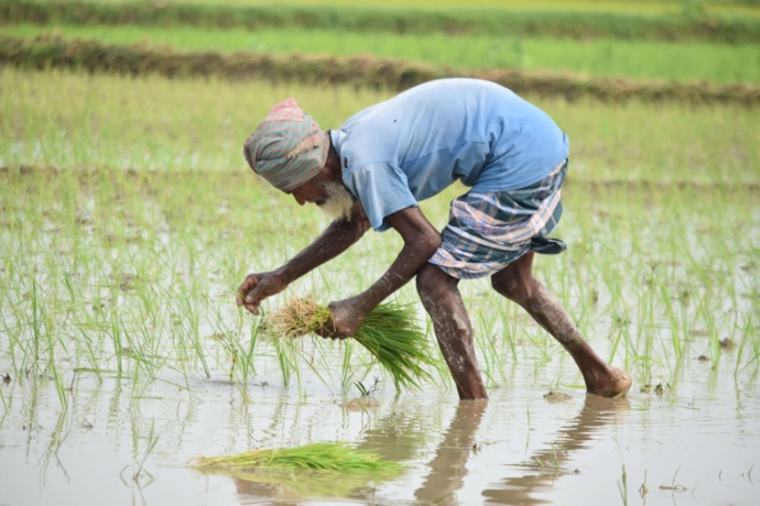 Deep Dive Into the Challenges Across the Agriculture Value Chains of Bangladesh