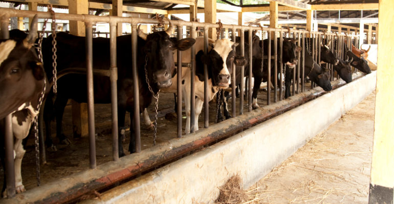 Assessment of  Livestock Value Chain: Growth Potential for Dairy, Beef and Feed Sub-sectors