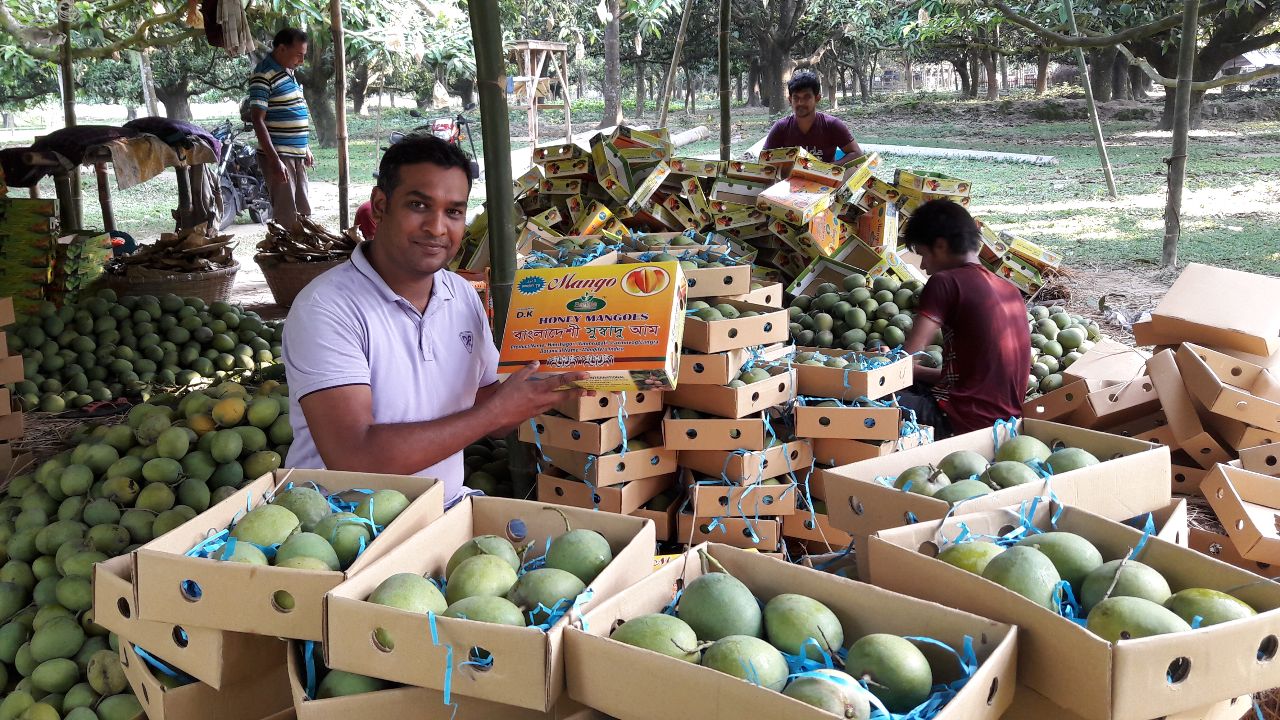 Ismail Khan, a young farmer who is pioneering mango exports in Bangladesh.