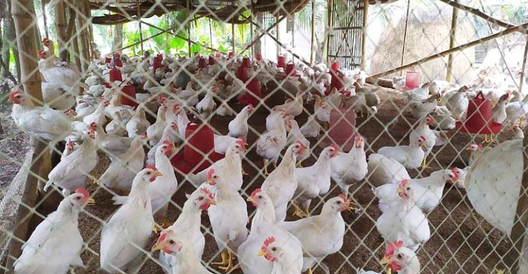 PoultryTechBangladesh: Strengthening the Poultry Value Chain