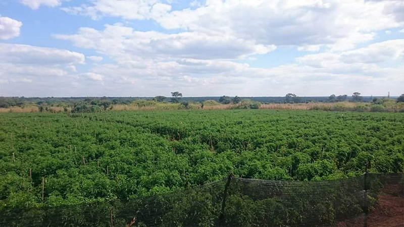 Syngenta Foundation’s Farmers’ Hub Model