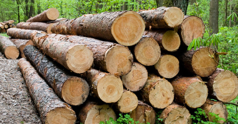 Value Chain Analysis and Market Assessment for Timber Market in Bangladesh