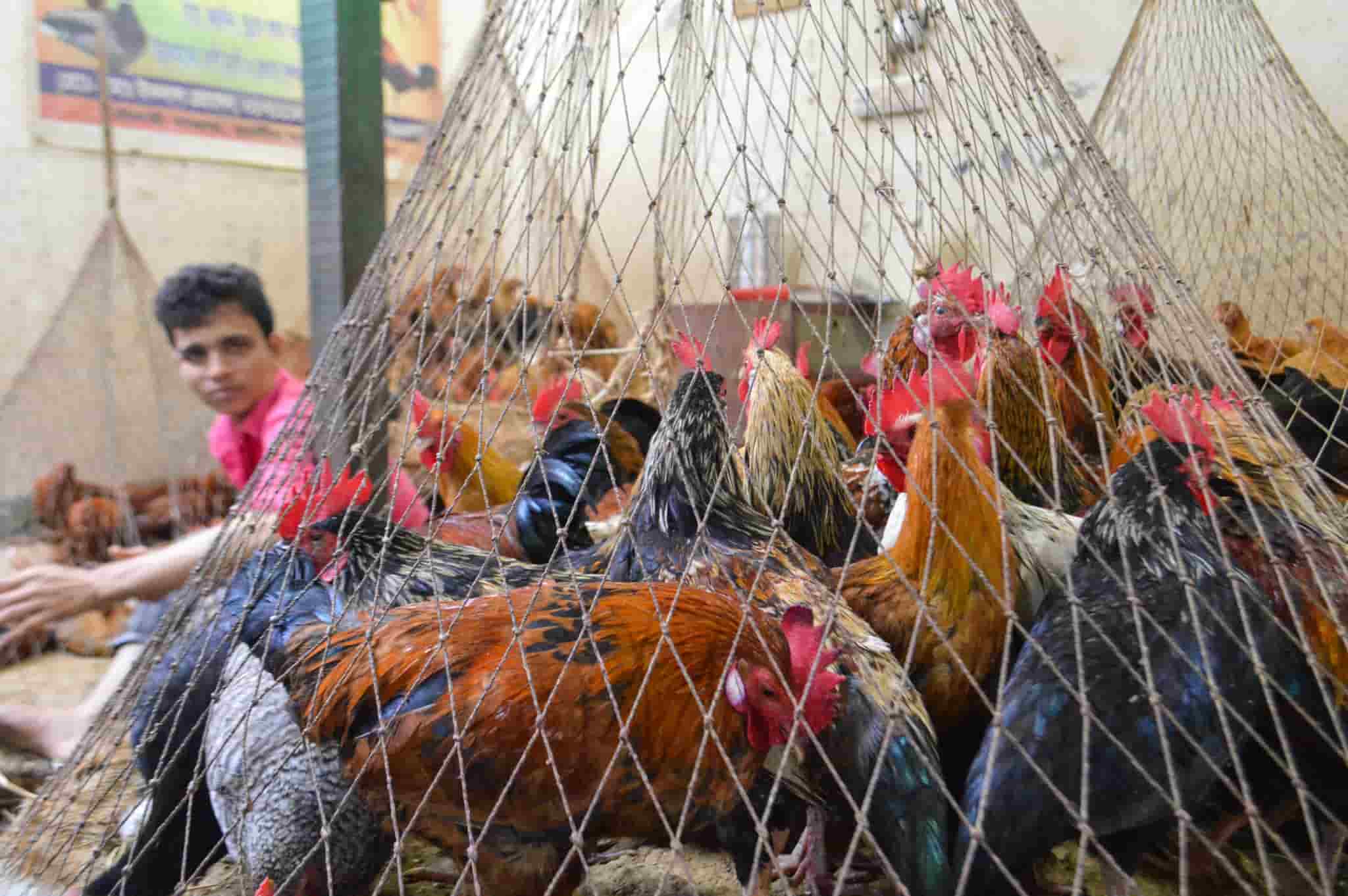 Structured Poultry Industry Growing in Size