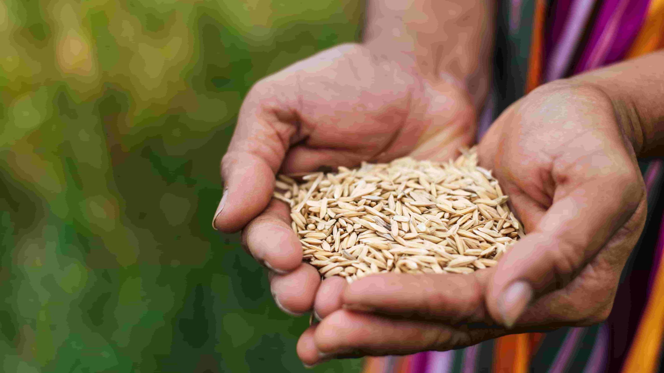 Bangladesh Wheat Sector: Struggling with Demand-Supply Mismatch