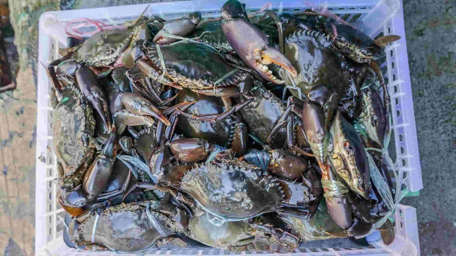 The Curious Case of the Crab Sub-sector of Bangladesh