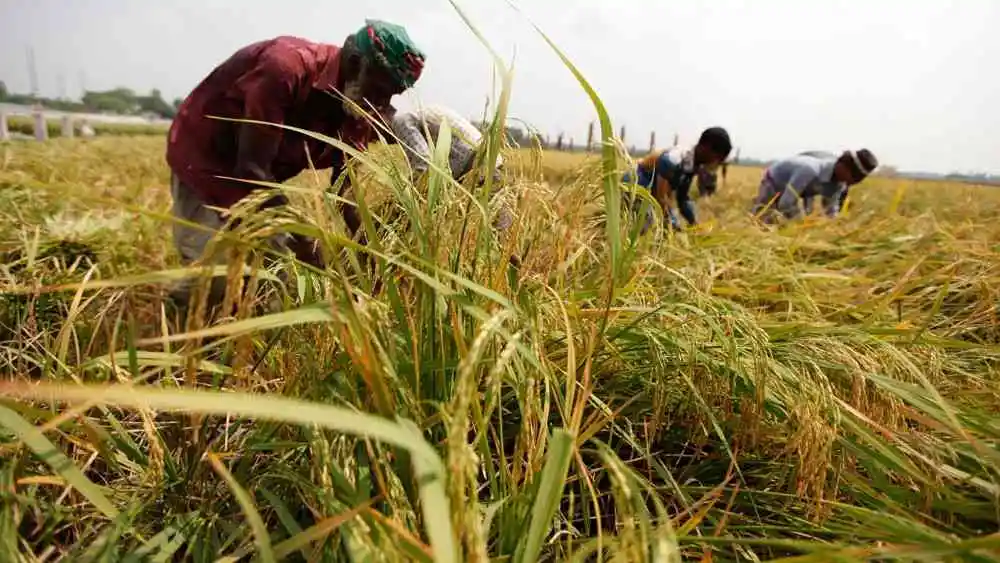 Cash Crops of Bangladesh