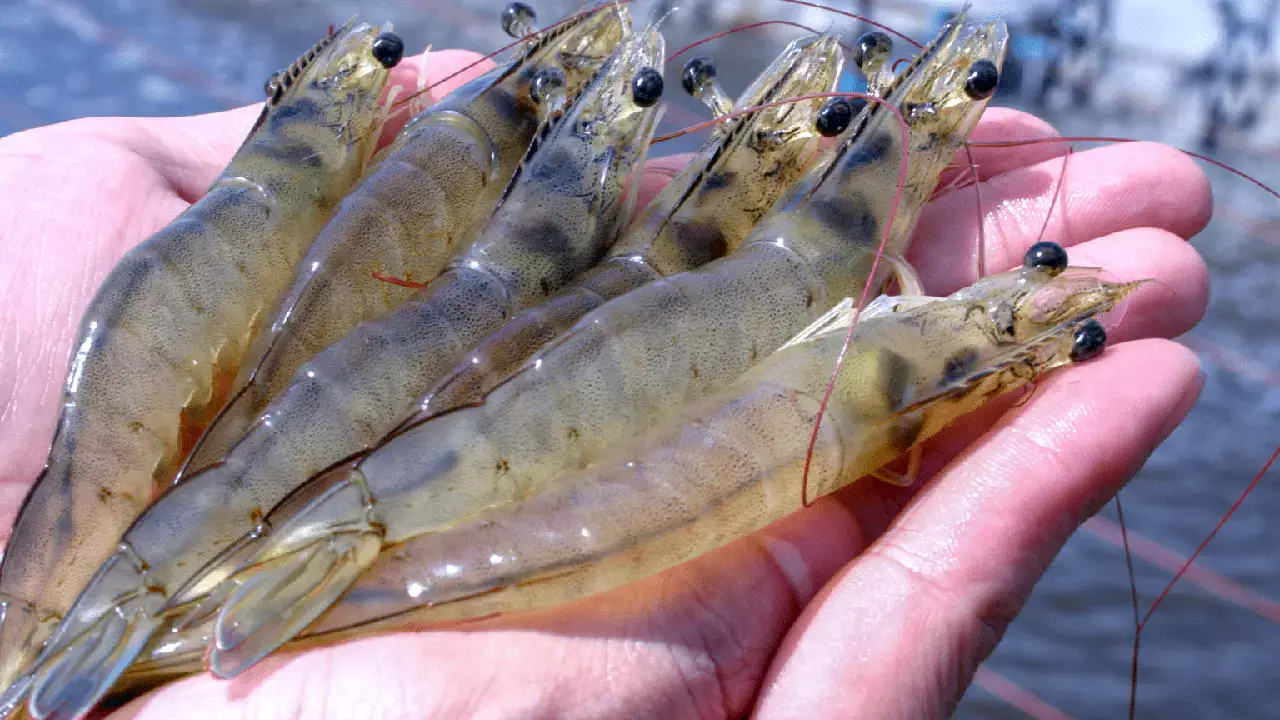 Future of the Shrimp Industry in Bangladesh