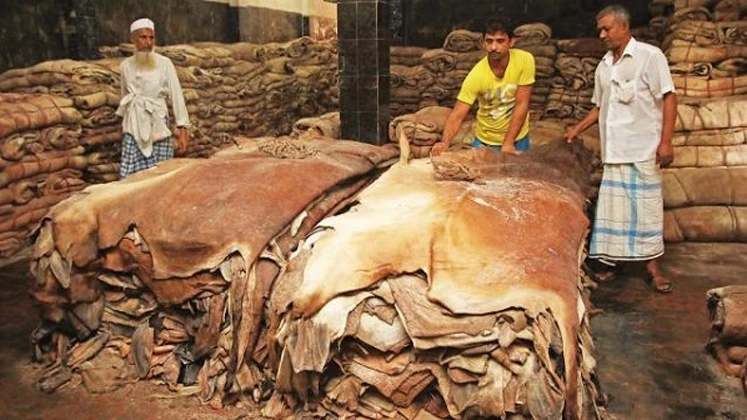 Rawhide Price Shock Caused by Leather Industry Changes