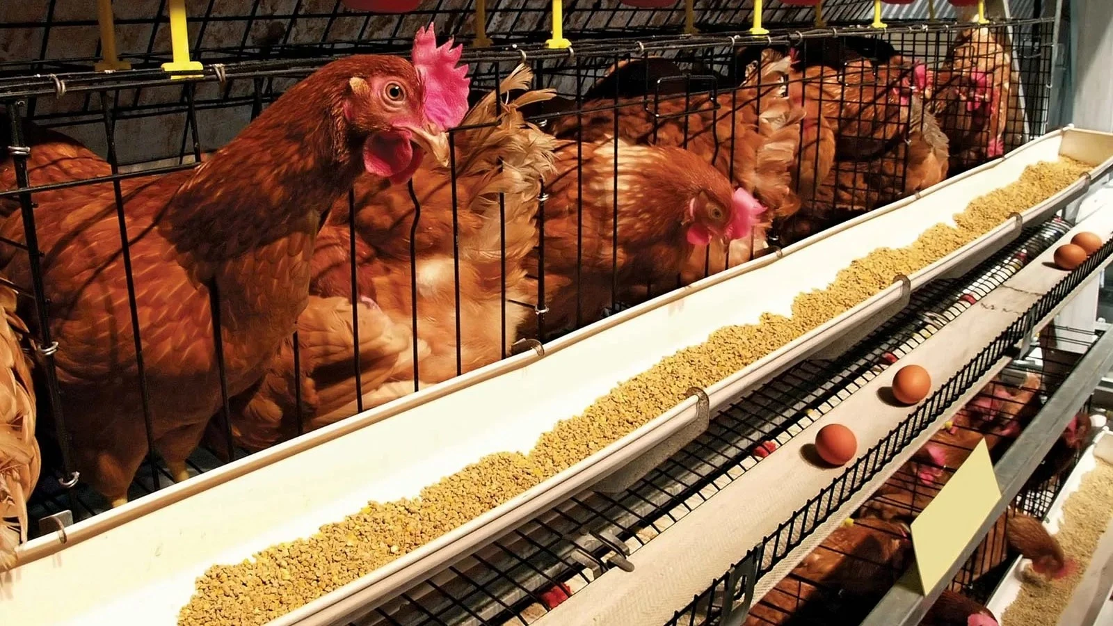 Efficiency & Inclusivity: Key Drivers in the Evolution of Bangladesh’s Poultry Sector