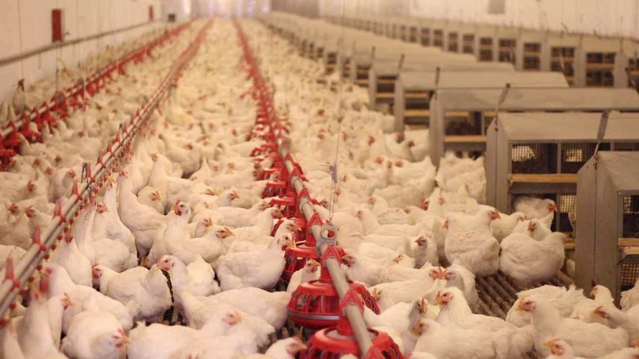 Innovative Waste Solutions: Concept of Rendering Plants in Bangladesh’s Poultry Industry