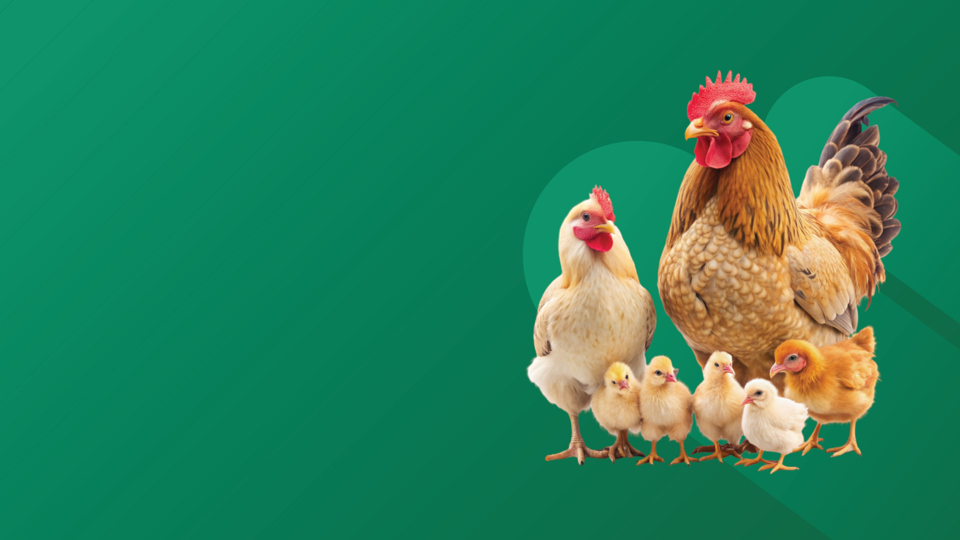 Unlocking Sustainable Growth: Policy Roadmap for Bangladesh’s Poultry Sector