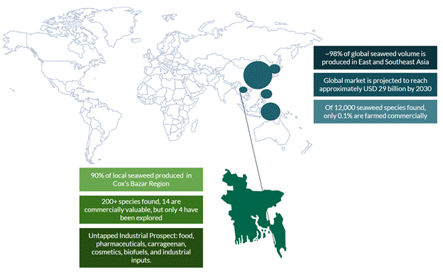 Comparative Scenario of the Local and Global Seaweed Sector; Source: Author’s Illustration