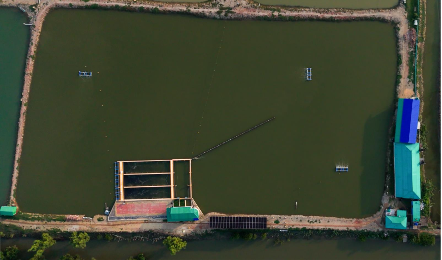 Intensification in a small pond in Teknaf using advanced technology 