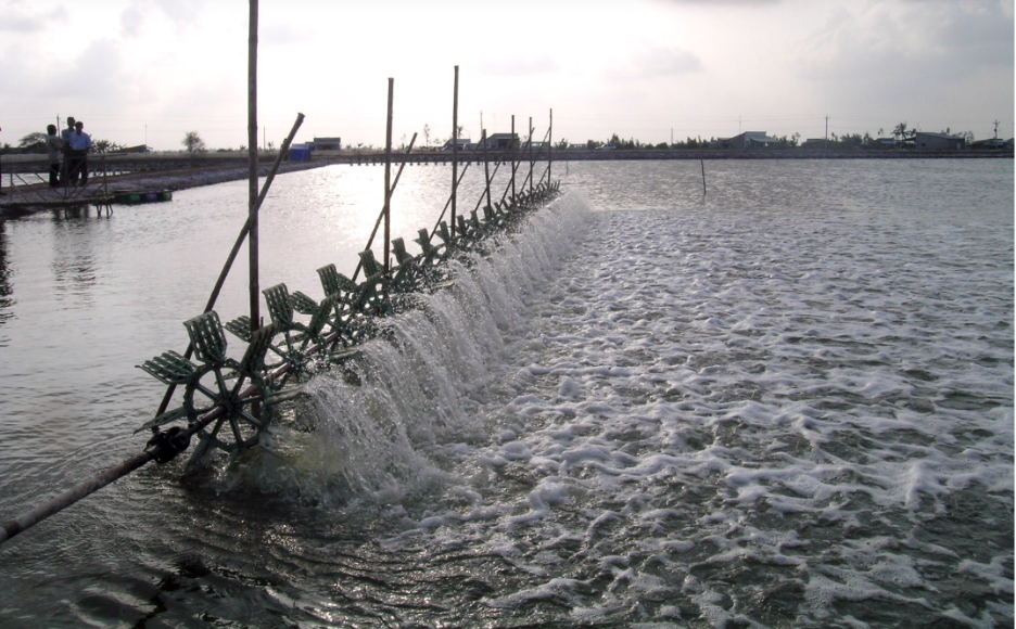 Shrimp Pond in Bac Lieu province, Vietnam. Source: World Fish 