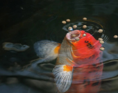 Landscaping Study of the Aquafeed Market: Assessing Market Dynamics and Growth Opportunities 