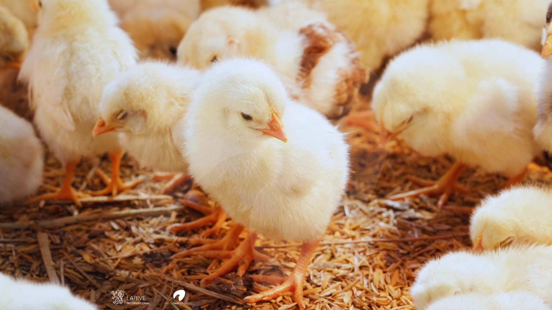 PoultryTechBangladesh: Modernising Bangladesh’s Poultry Sector Through Dutch-Bangladeshi Partnership 